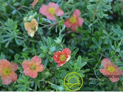 Лапчатка кустарниковая Лапчатка кустарниковая