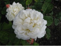 Роза английская Роза английская