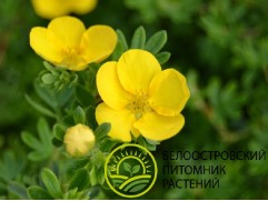 Лапчатка кустарниковая Лапчатка кустарниковая