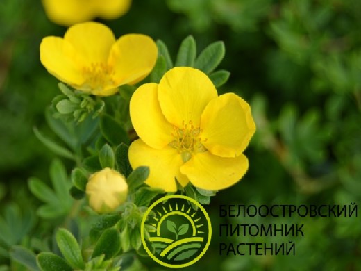 Лапчатка кустарниковая Лапчатка кустарниковая