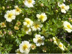 Лапчатка кустарниковая Лапчатка кустарниковая