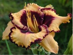 Лилейник гибридный 