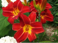 Лилейник гибридный 