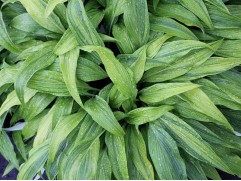 Хоста гибридная 