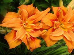 Лилейник гибридный 