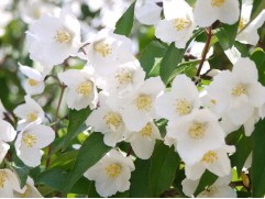 Чубушник венечный 