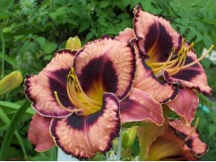 Лилейник гибридный 