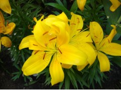 Лилия азиатская Лилия азиатская