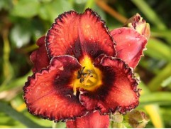 Лилейник гибридный 