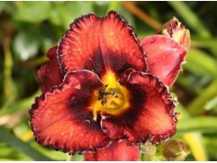 Лилейник гибридный 