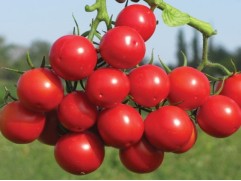 Томат 
