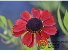 Гелениум гибридный 