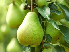 Груша 