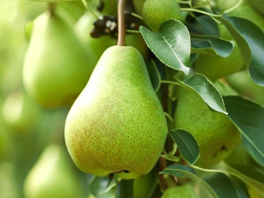 Груша Груша