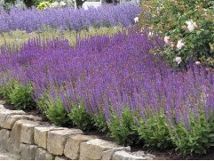 Шалфей дубравный 