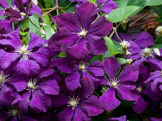 Клематис Клематис
