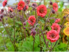 Гравилат чилийский 