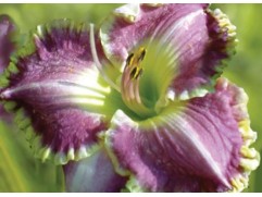 Лилейник гибридный 