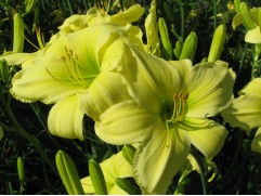 Лилейник гибридный 