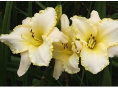 Лилейник гибридный 