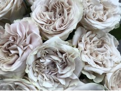 Роза чайно-гибридная 