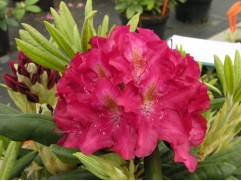 Рододендрон гибридный 