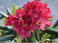 Рододендрон гибридный 