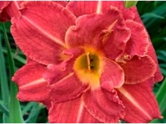 Лилейник гибридный 