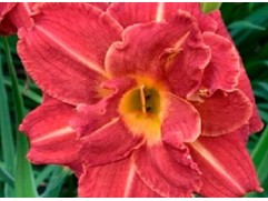 Лилейник гибридный 