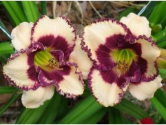 Лилейник гибридный 