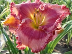 Лилейник гибридный 