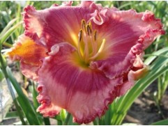 Лилейник гибридный 