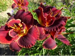 Лилейник гибридный 