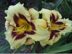 Лилейник гибридный 