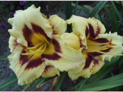 Лилейник гибридный 