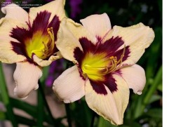 Лилейник гибридный 