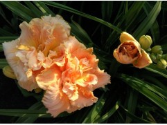 Лилейник гибридный 