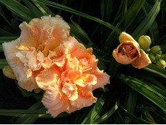 Лилейник гибридный 