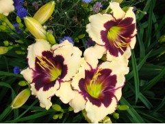 Лилейник гибридный 