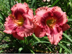 Лилейник гибридный 