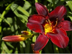 Лилейник гибридный 