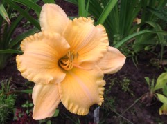 Лилейник гибридный 