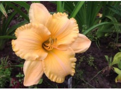 Лилейник гибридный 