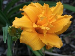 Лилейник гибридный 