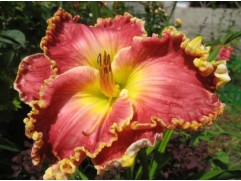 Лилейник гибридный 