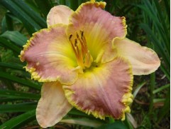 Лилейник гибридный 