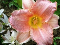 Лилейник гибридный 