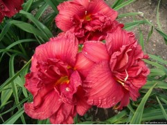 Лилейник гибридный 