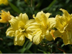 Лилейник гибридный 