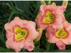 Лилейник гибридный 